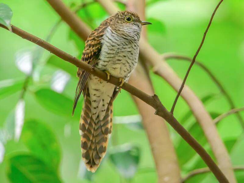 Sunda Brush Cuckoo, 照片 3