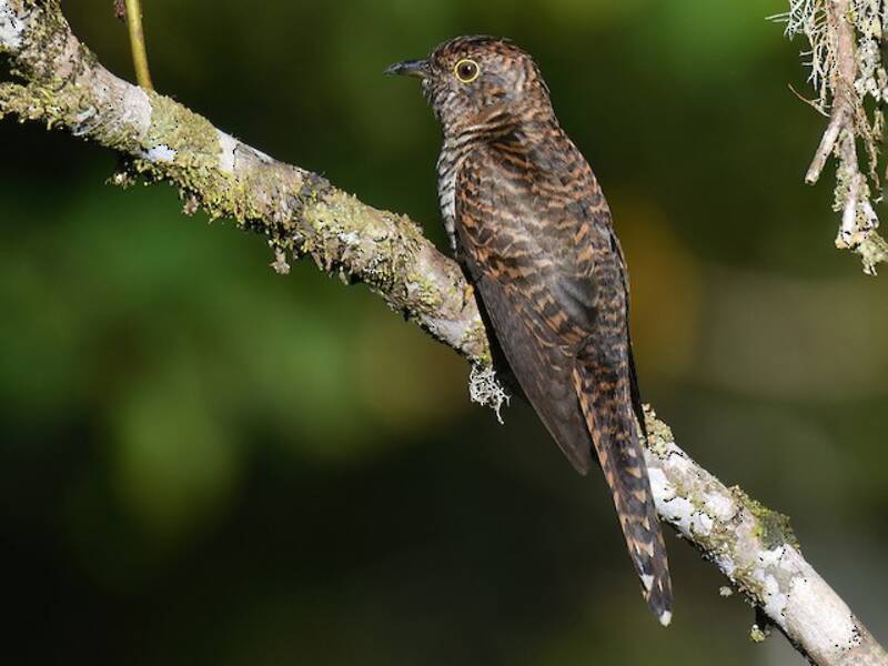 Sunda Brush Cuckoo, 照片 2