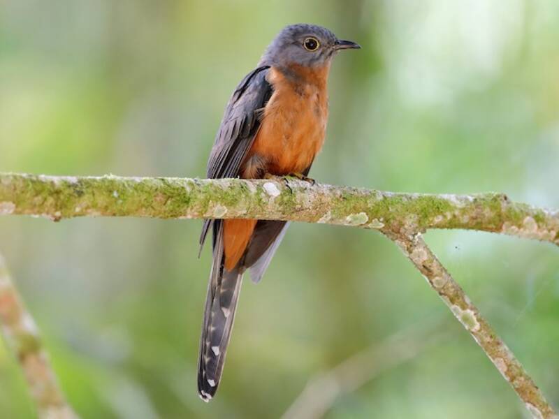 Sulawesi Brush Cuckoo, 照片 3
