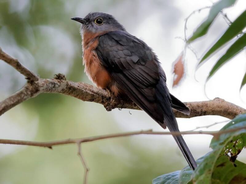 Sulawesi Brush Cuckoo, 照片 4
