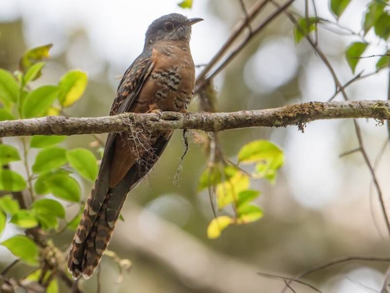 Sulawesi Brush Cuckoo