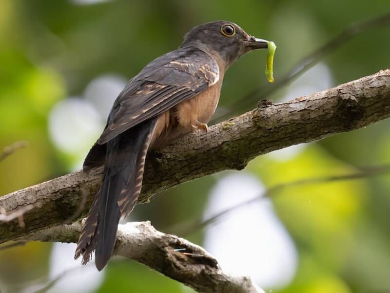 Sulawesi Brush Cuckoo, 照片 2