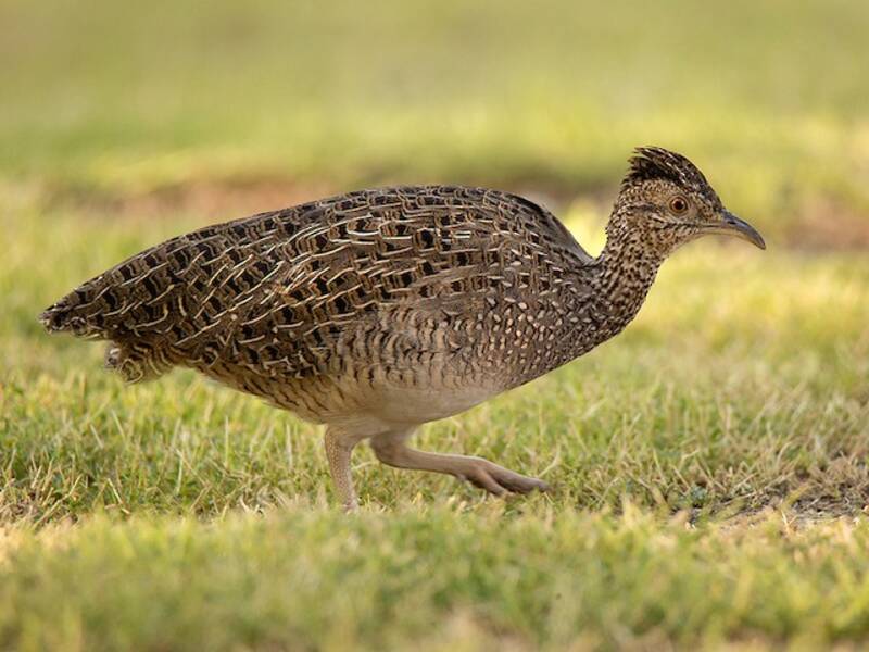Brushland Tinamou, 照片 3