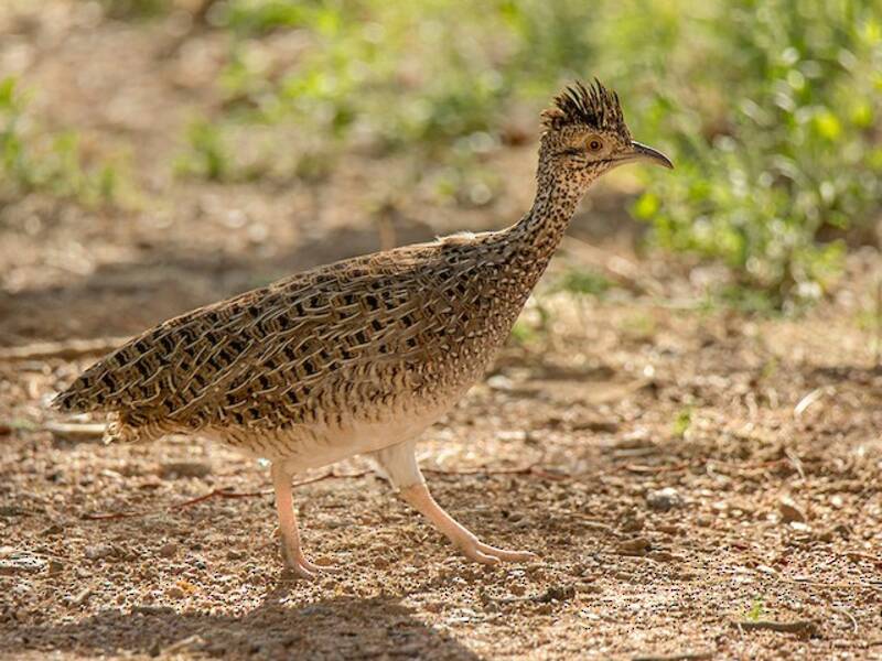 Brushland Tinamou, 照片 4