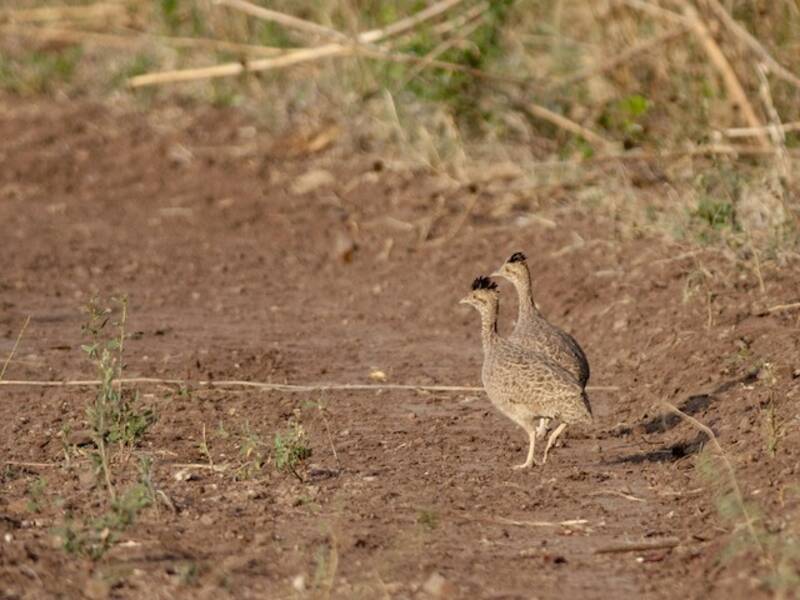Brushland Tinamou, 照片 2