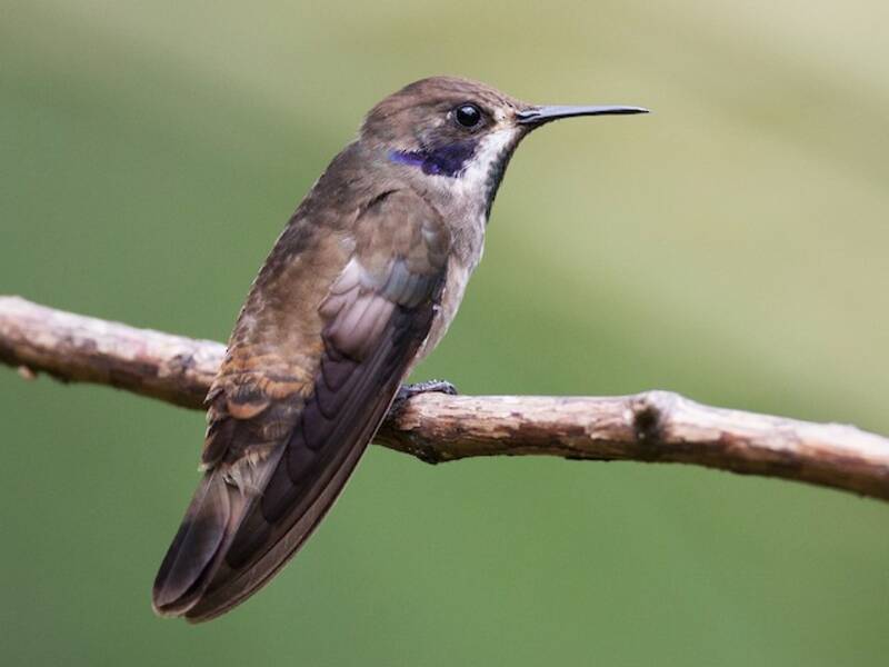 Colibri delphine, Photos 4