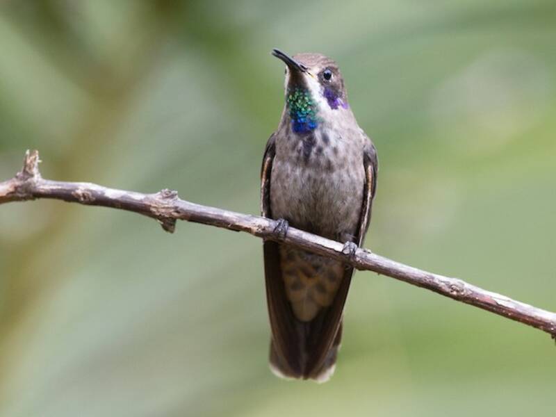 Colibri delphine, Photos 2