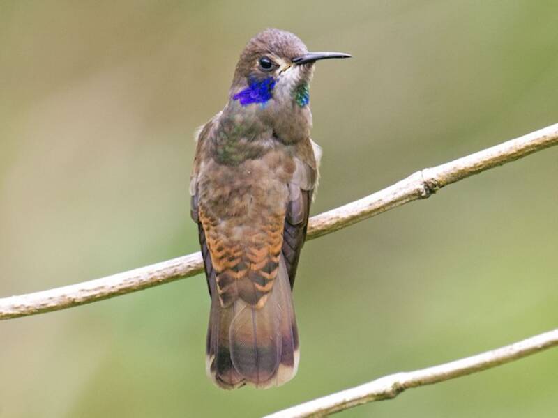 Colibri delphine, Photos 3