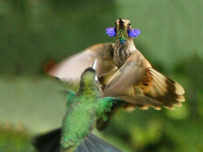 Colibri delphine