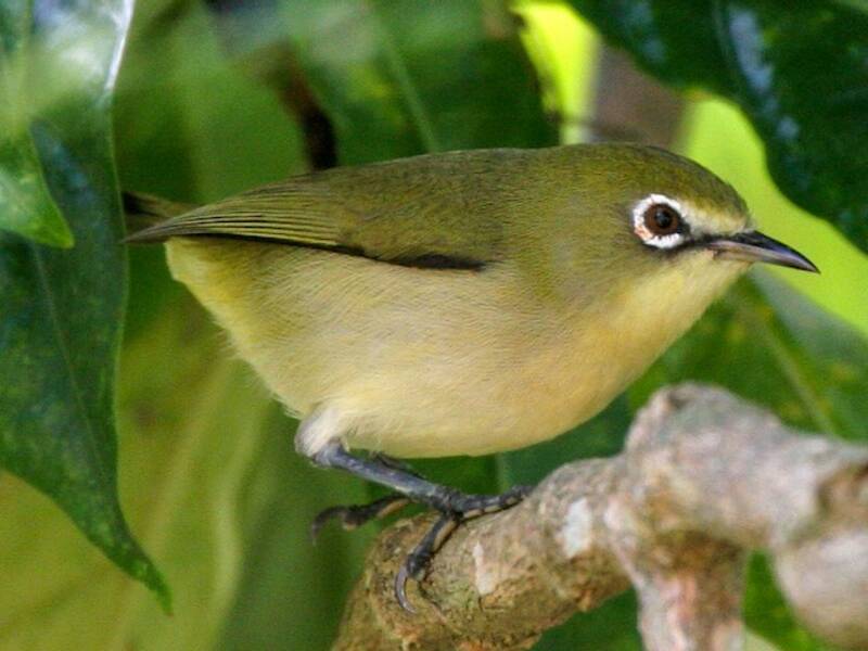 Zügel-Brillenvogel, Fotos 3
