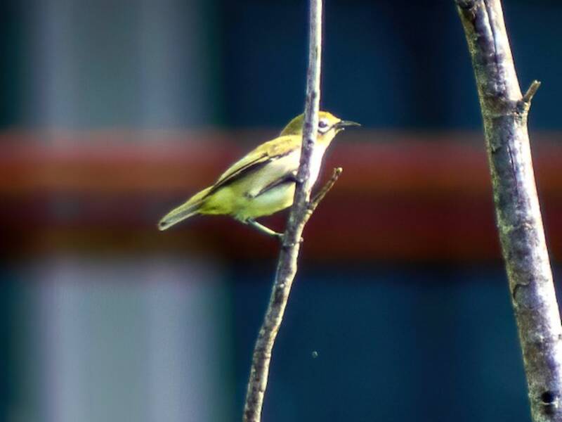 Zügel-Brillenvogel, Fotos 4