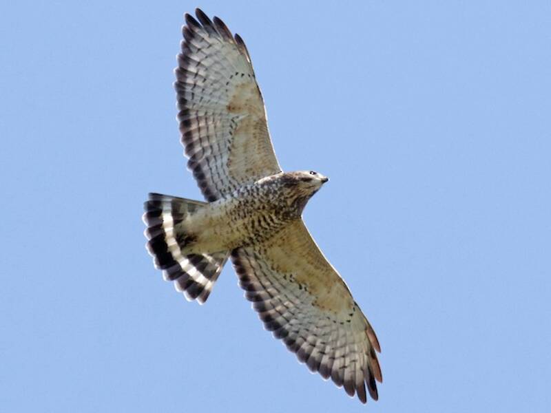 Buse à ailes larges, Photos 3