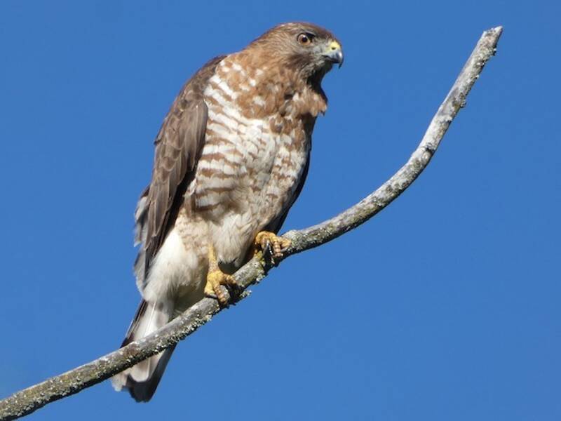 Buse à ailes larges