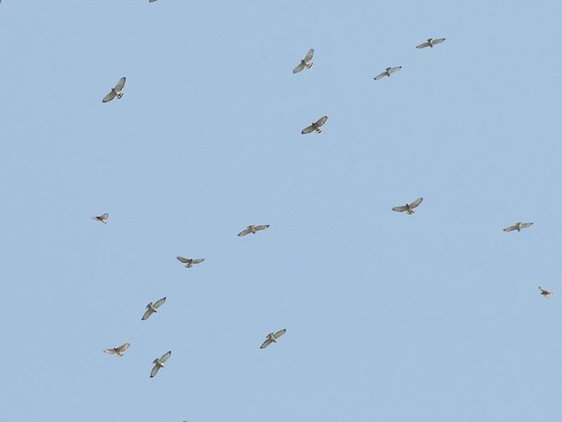 Buse à ailes larges, Photos 4