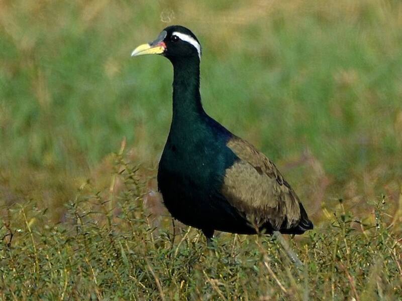 Jacana Alibróncea