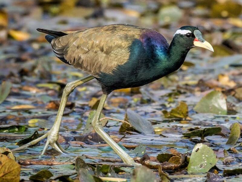 Jacana à ailes bronzées, Photos 2