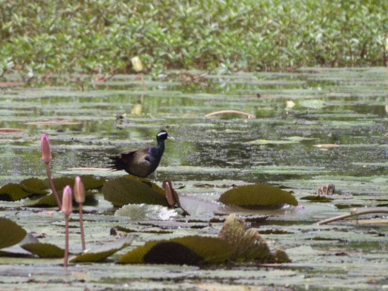 Jacana à ailes bronzées, Photos 4