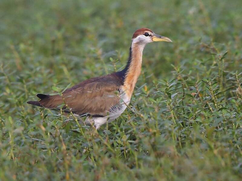 Jacana à ailes bronzées, Photos 3