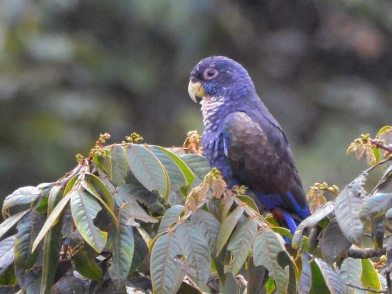 Bronze-winged Parrot, Photos 3
