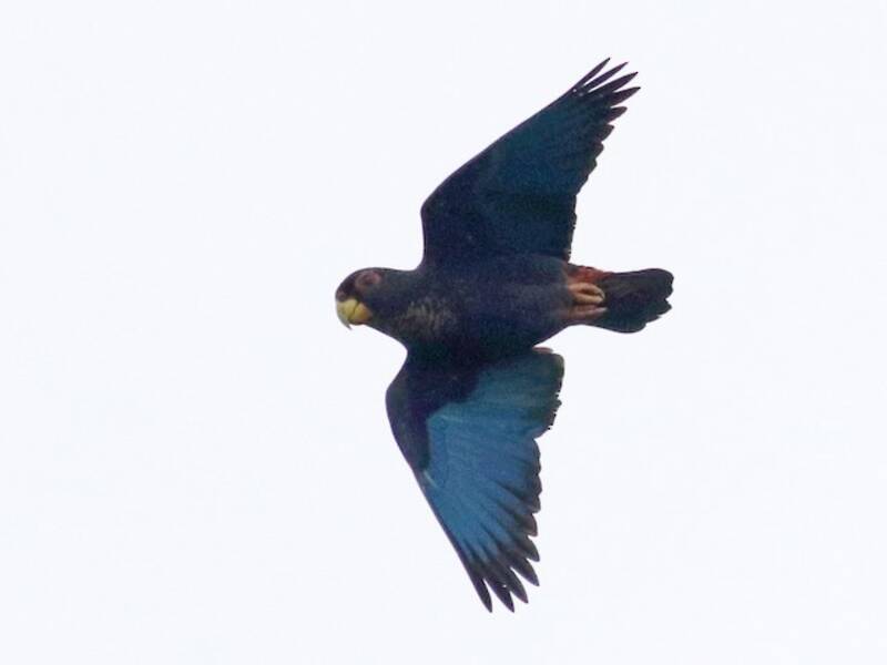 Bronze-winged Parrot, Photos 4