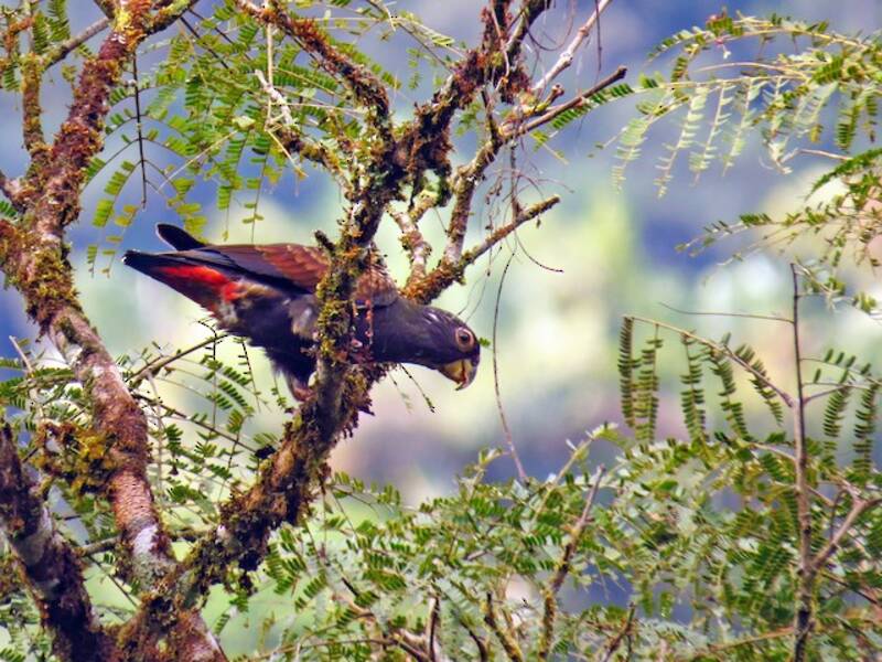Bronze-winged Parrot