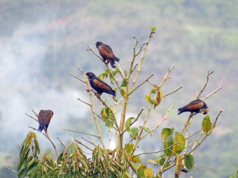 Bronze-winged Parrot, Photos 2