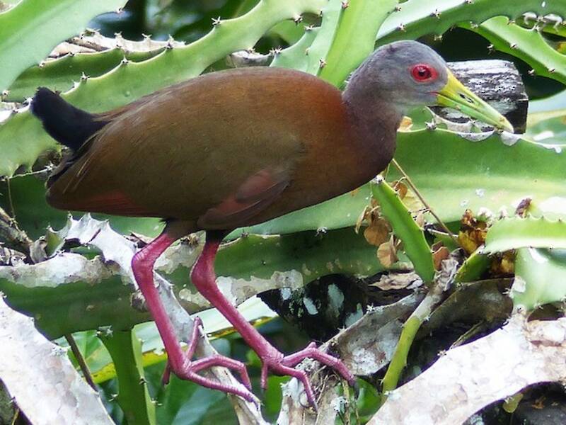 Brown Wood-Rail, 照片 2