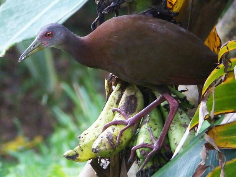 Brown Wood-Rail, 照片 4