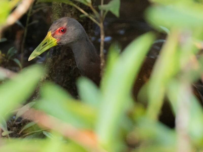 Brown Wood-Rail, 照片 3
