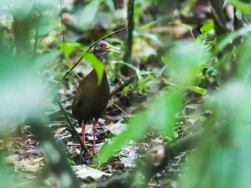 Rallo marrone di bosco