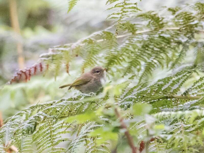 Brauner Waldlaubsänger, Fotos 4