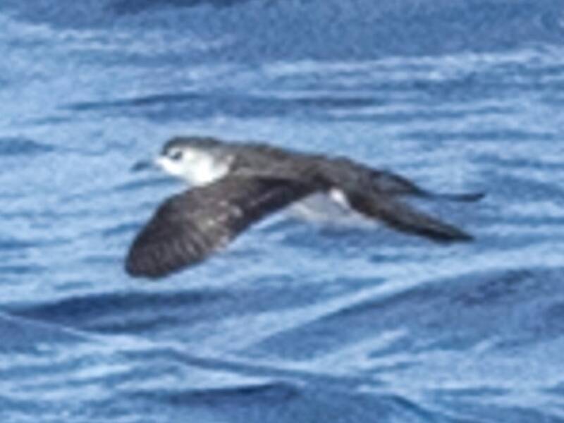 Puffin de Bryan