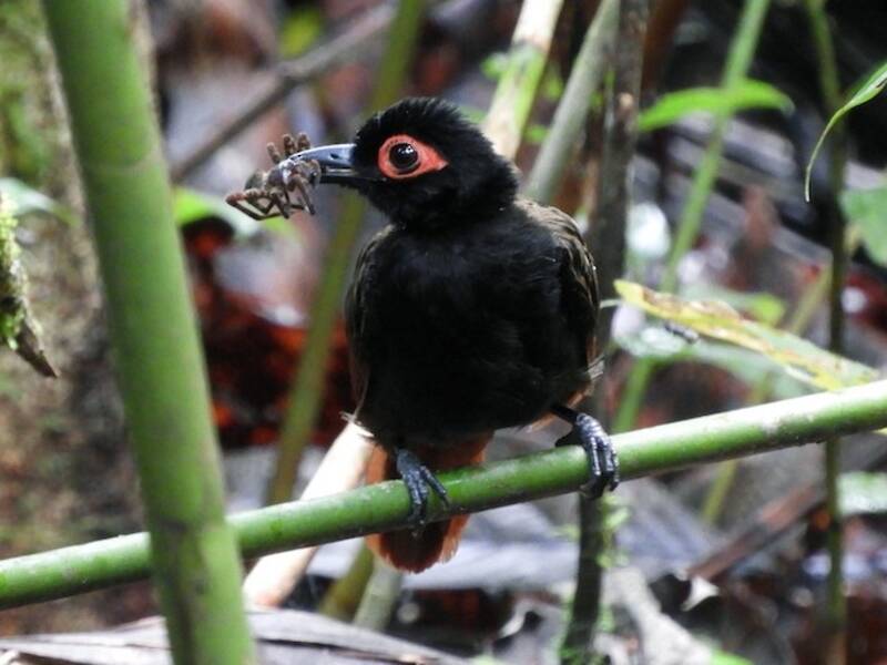 Flecken-Ameisenvogel, Fotos 3