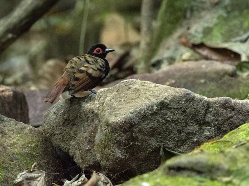 Flecken-Ameisenvogel, Fotos 4
