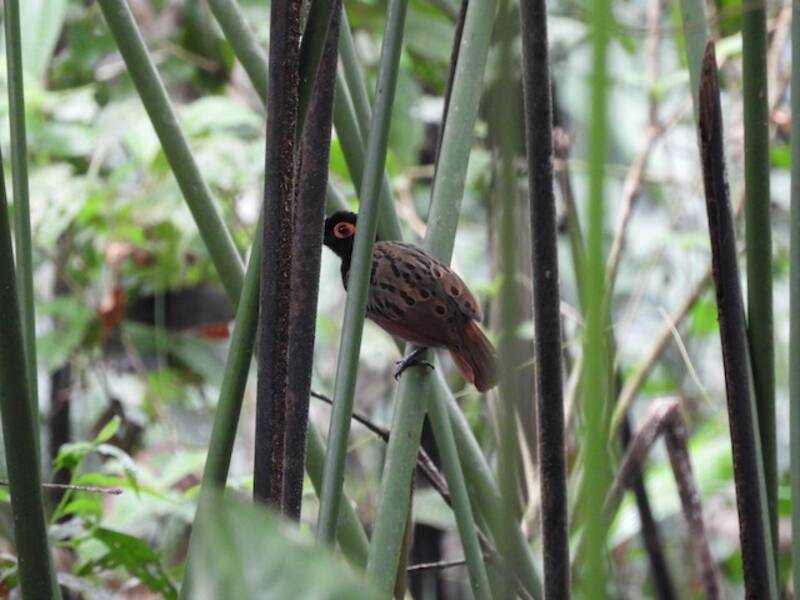 Flecken-Ameisenvogel, Fotos 2