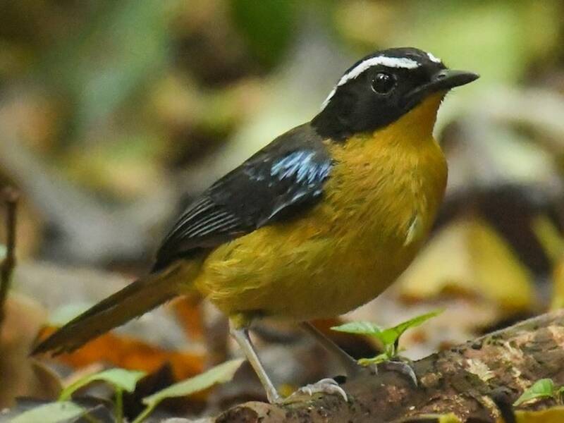 Blue-shouldered Robin-Chat, 照片 3
