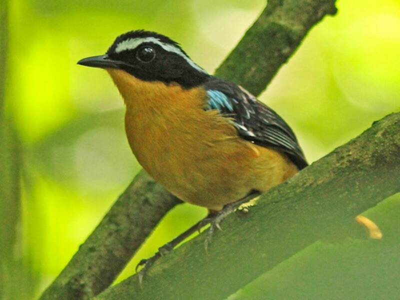 Blue-shouldered Robin-Chat, 照片 4