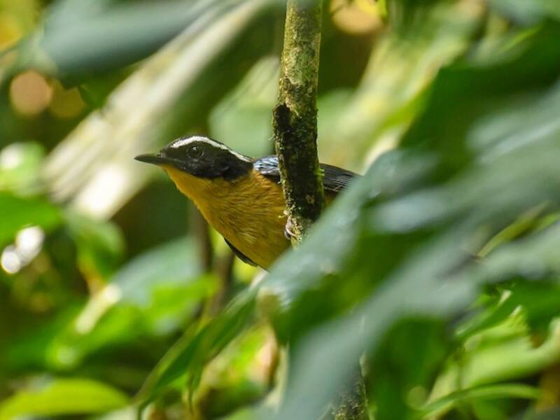 Blue-shouldered Robin-Chat, 照片 2