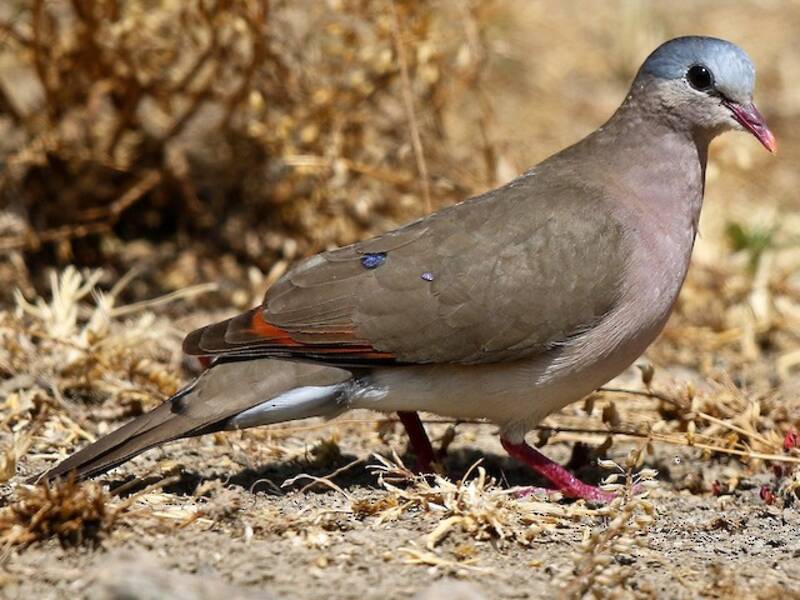 Tórtola punteada de azul, Fotos 3