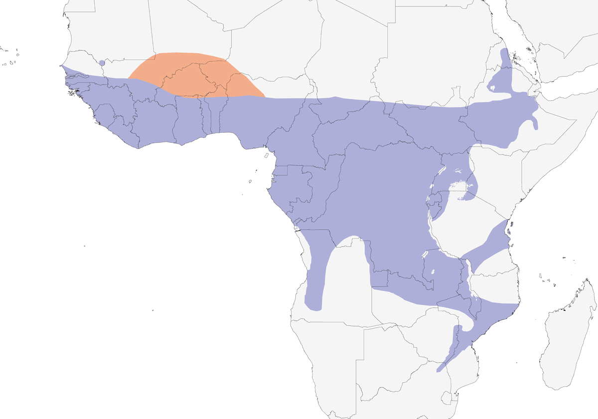 Tórtola punteada de azul, Distribución 1