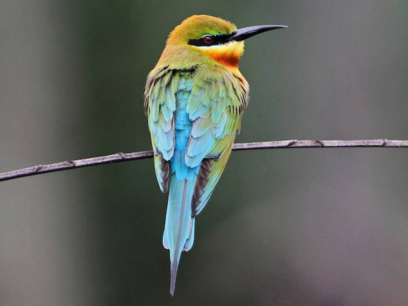 Blue-tailed Bee-eater, Photos 2