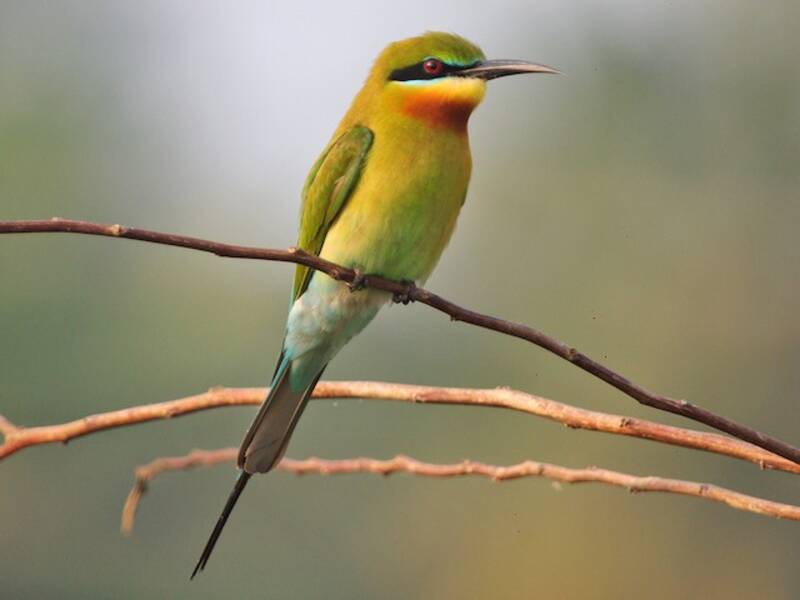 Blue-tailed Bee-eater - Merops philippinus