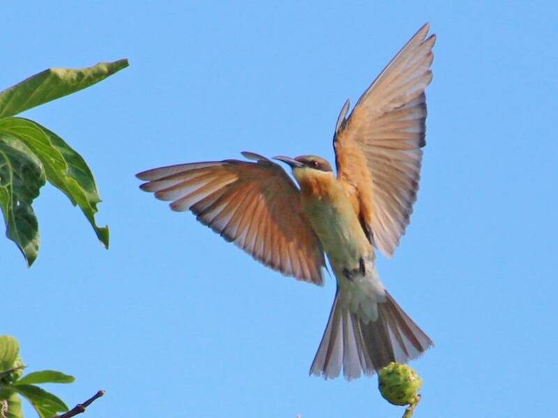 Blue-tailed Bee-eater, Photos 4
