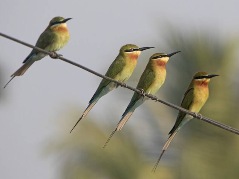 Blue-tailed Bee-eater, Photos 3