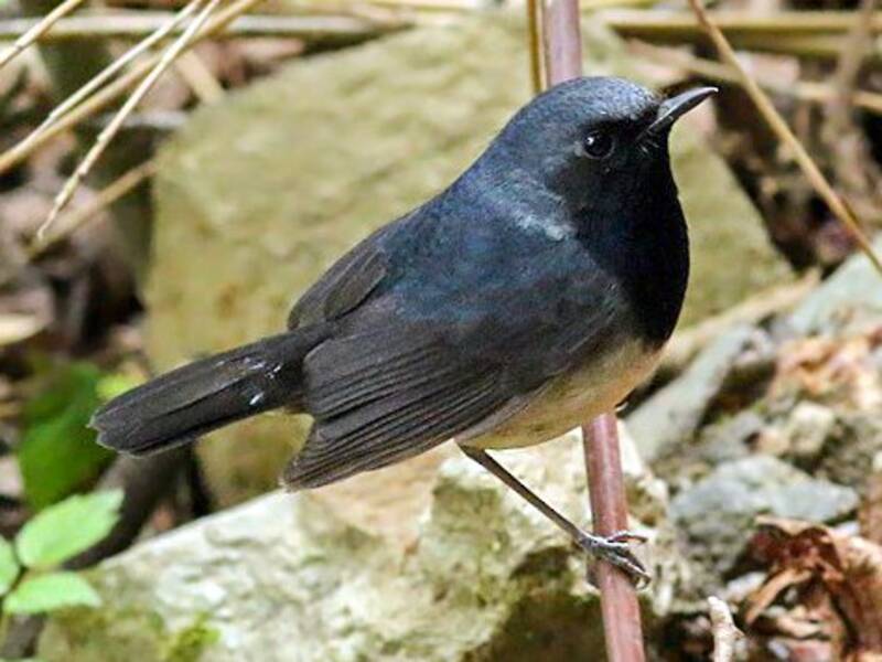Blackthroat, 照片 3