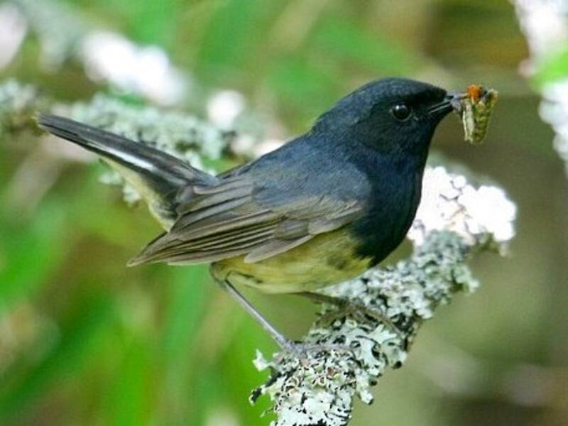 Blackthroat, 照片 2