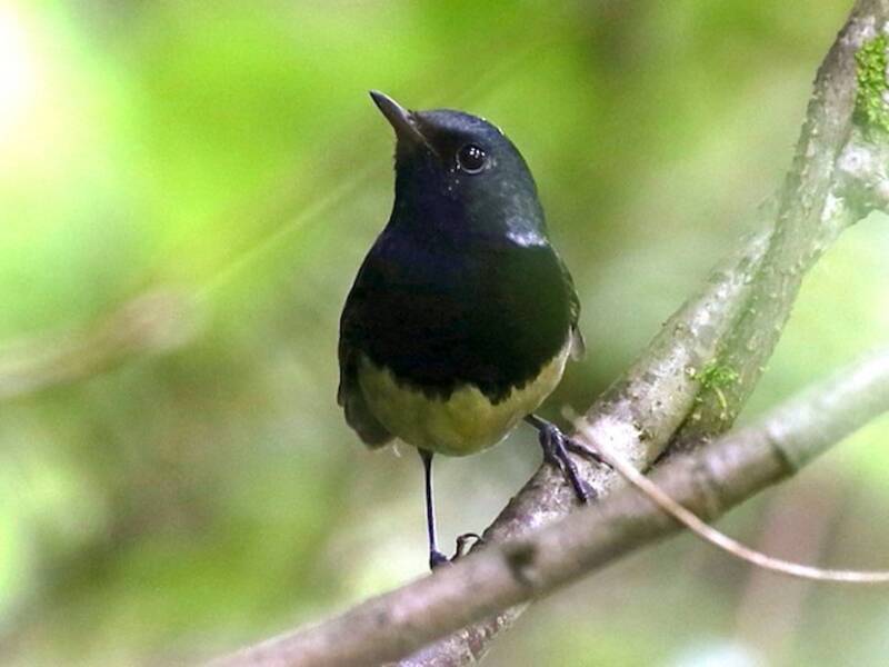 Blackthroat, 照片 4