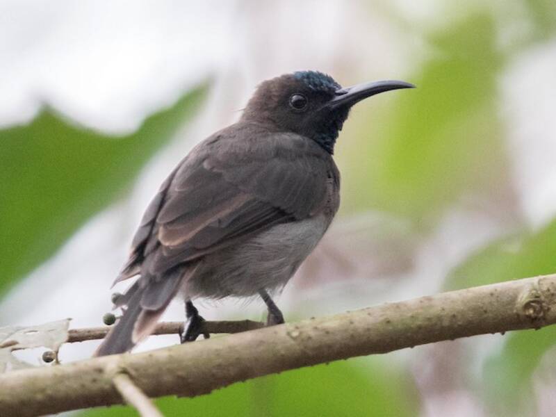 Nettarinia della Malesia, Foto 3