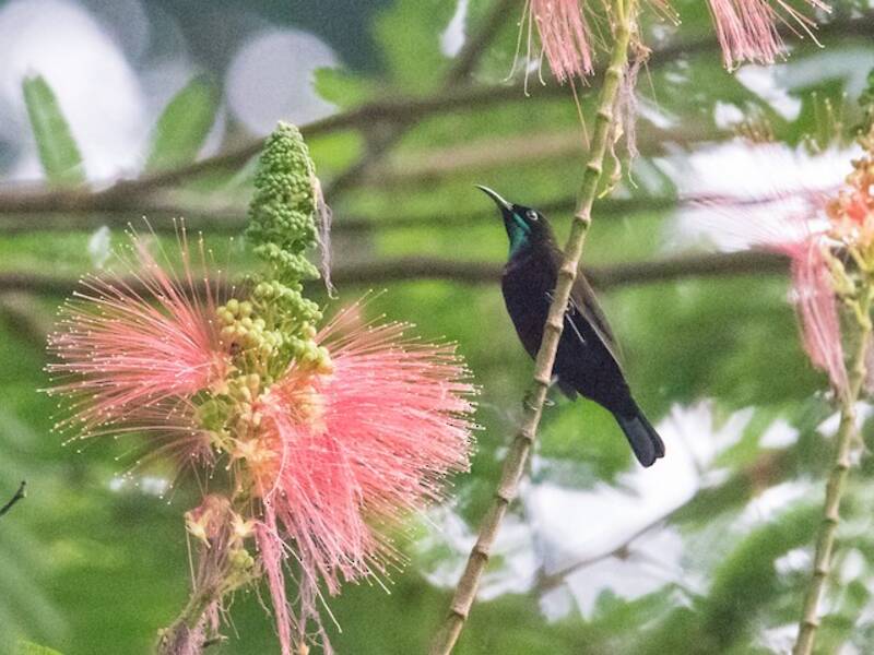 Nettarinia della Malesia, Foto 2