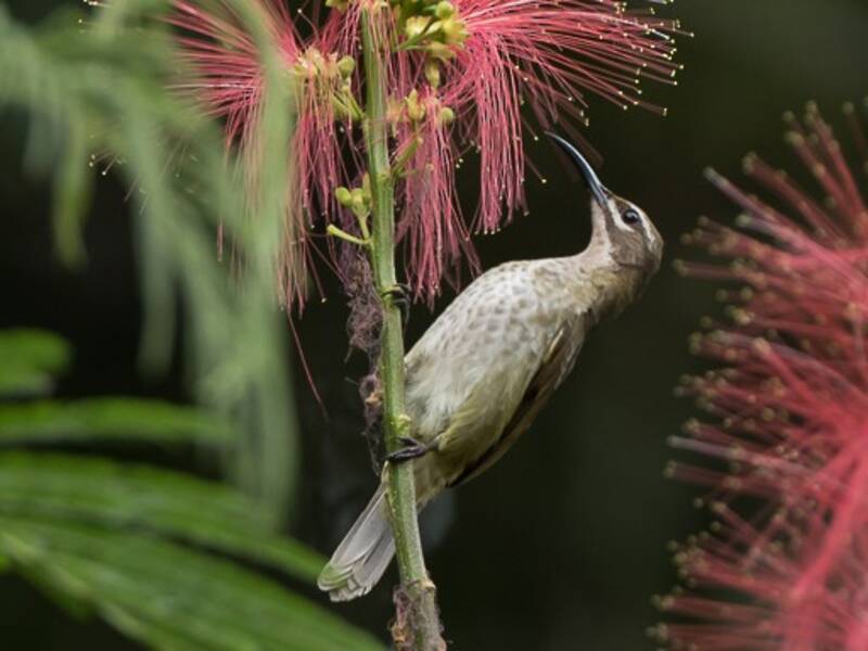 Nettarinia della Malesia, Foto 4